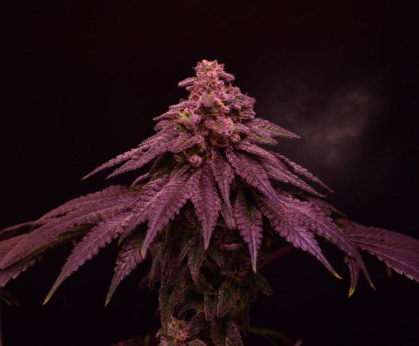•OceanTruffle • Clones•. Week 16