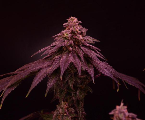•OceanTruffle • Clones•. Week 16