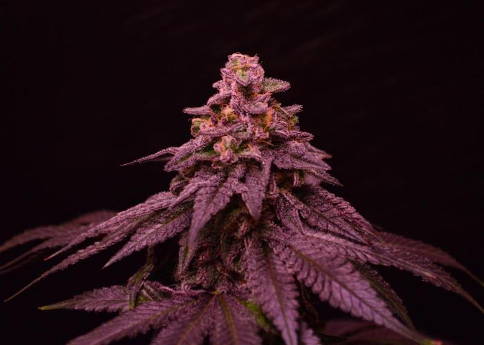 •OceanTruffle • Clones•. Week 16