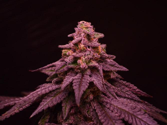 •OceanTruffle • Clones•. Week 16