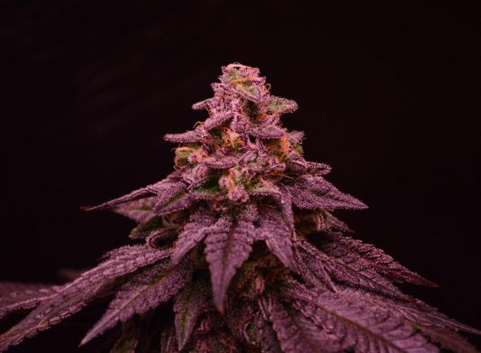 •OceanTruffle • Clones•. Week 16