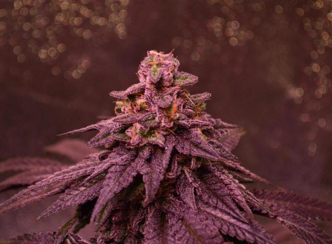 •OceanTruffle • Clones•. Week 16