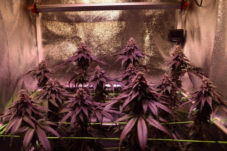 •OceanTruffle • Clones•. Week 16 - D112/49F