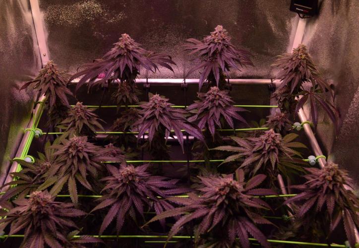 •OceanTruffle • Clones•. Week 16