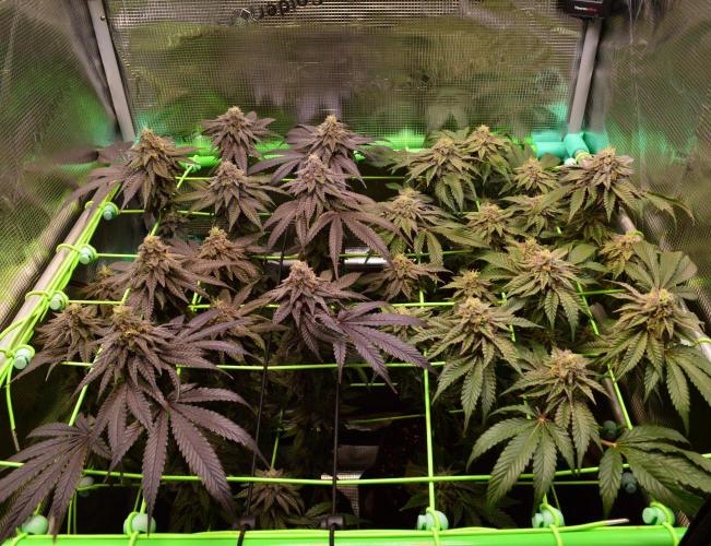 • Truffle • Rosa •. Week 14 - D98/49F