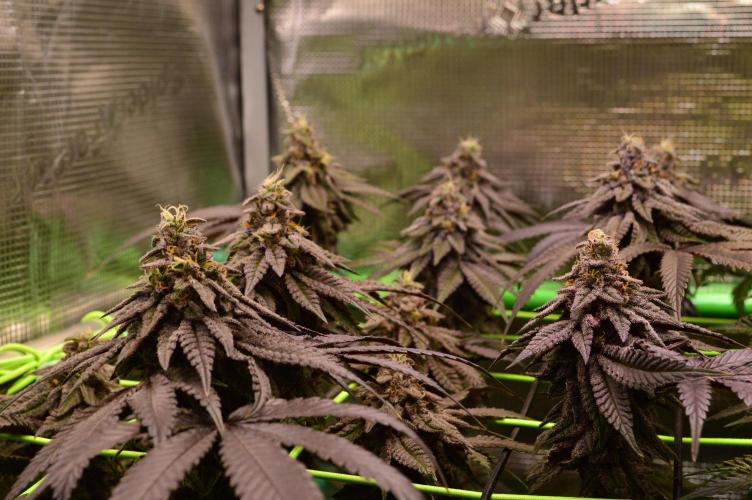 • Truffle • Rosa •. Week 14 - OceanTruffle/D98/49F