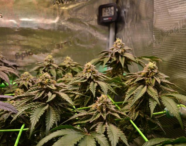 • Truffle • Rosa •. Week 14 - OceanRosa/D98/49F
