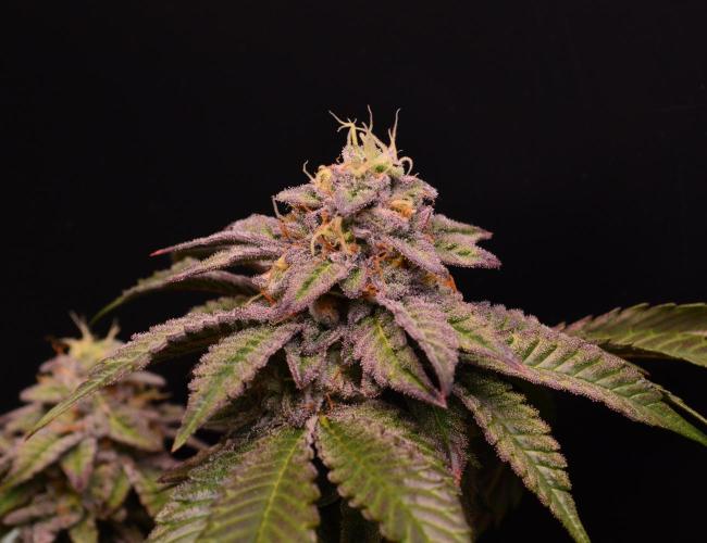 • Truffle • Rosa •. Week 14