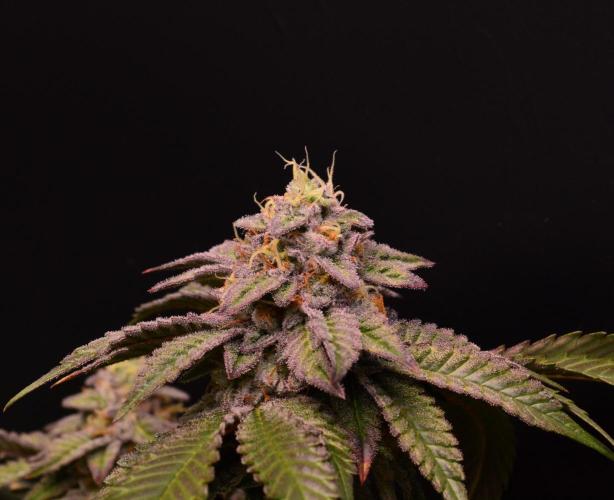 • Truffle • Rosa •. Week 14