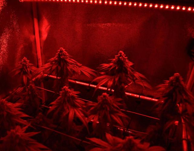 •OceanTruffle • Clones•. Week 17 - D119/56F morning