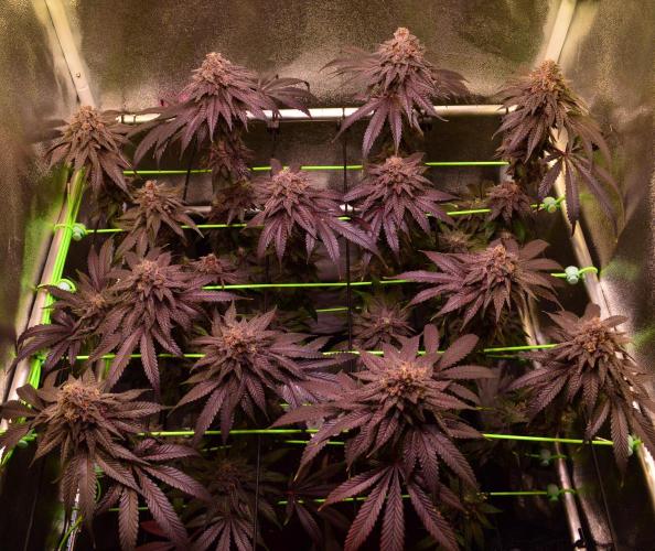 •OceanTruffle • Clones•. Week 17 - D119/56F