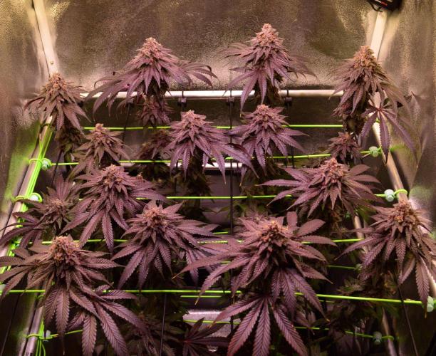 •OceanTruffle • Clones•. Week 17