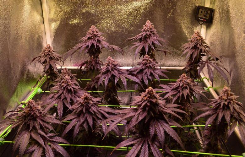•OceanTruffle • Clones•. Week 17