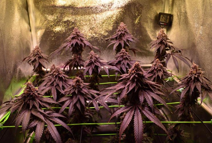 •OceanTruffle • Clones•. Week 17