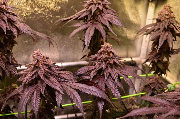 •OceanTruffle • Clones•. Week 17