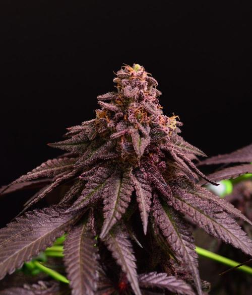 •OceanTruffle • Clones•. Week 17
