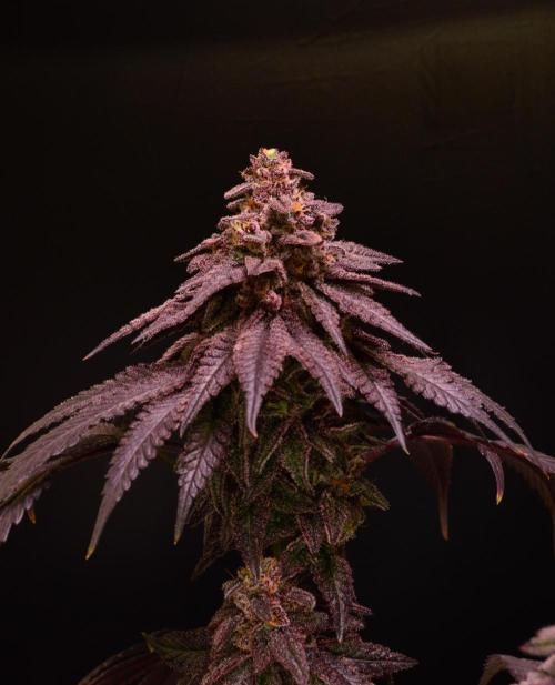•OceanTruffle • Clones•. Week 17