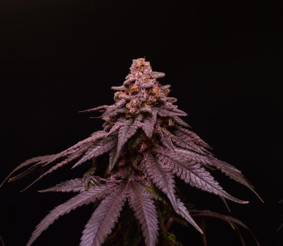 •OceanTruffle • Clones•. Week 17