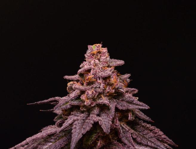 •OceanTruffle • Clones•. Week 17