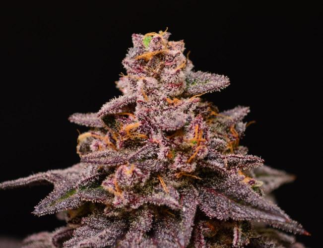 •OceanTruffle • Clones•. Week 17