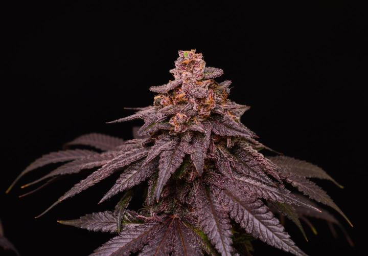 •OceanTruffle • Clones•. Week 17