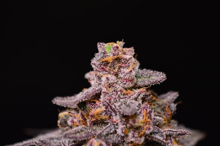 •OceanTruffle • Clones•. Week 17