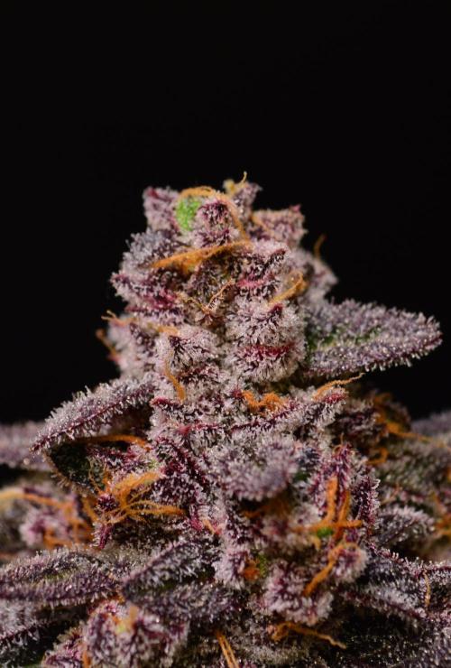 •OceanTruffle • Clones•. Week 17