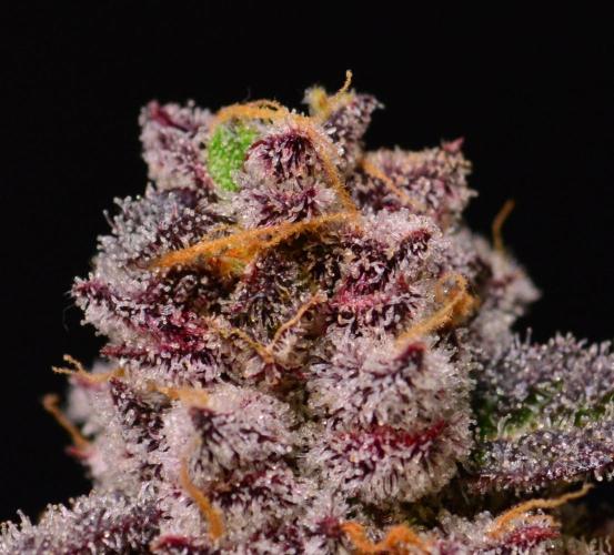 •OceanTruffle • Clones•. Week 17