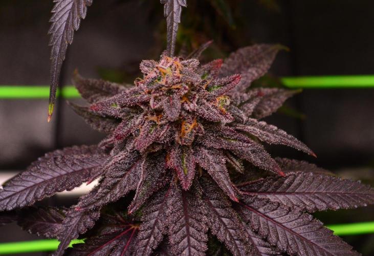 •OceanTruffle • Clones•. Week 17