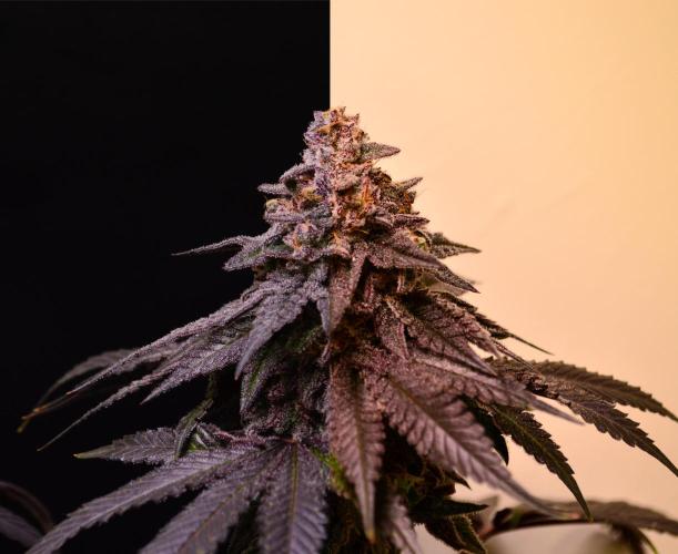 •OceanTruffle • Clones•. Week 17