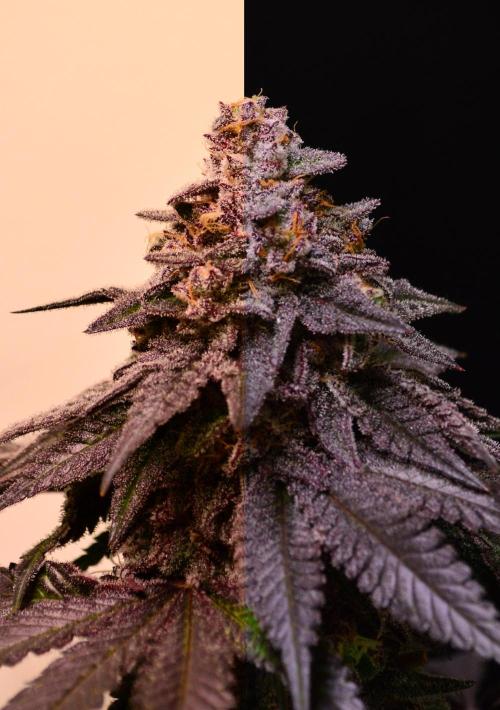 •OceanTruffle • Clones•. Week 17