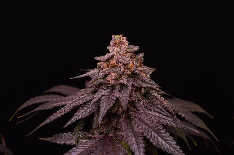 •OceanTruffle • Clones•. Week 17