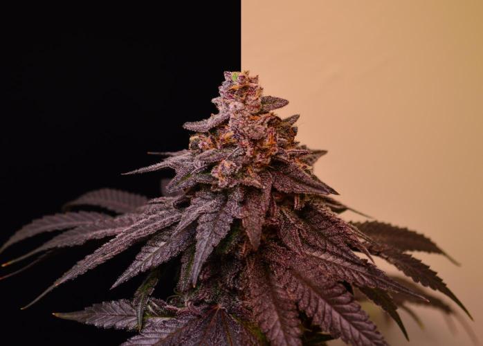 •OceanTruffle • Clones•. Week 17