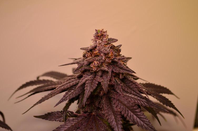 •OceanTruffle • Clones•. Week 17