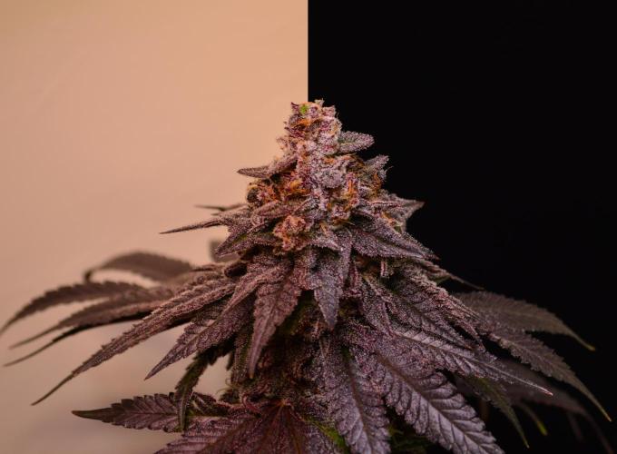 •OceanTruffle • Clones•. Week 17