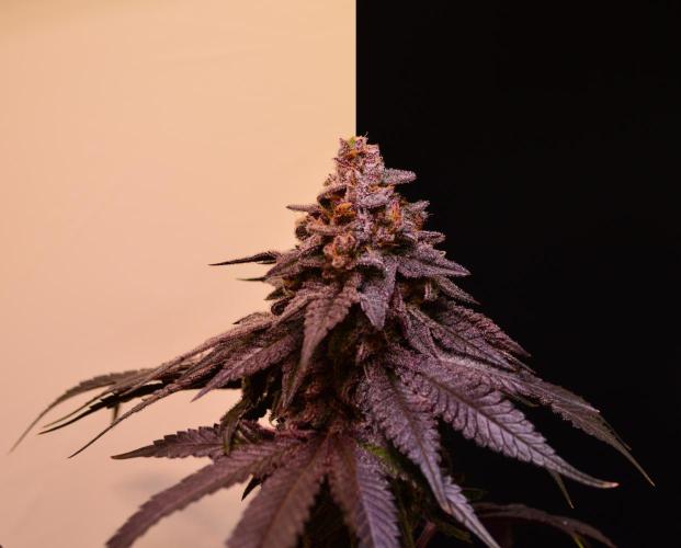 •OceanTruffle • Clones•. Week 17