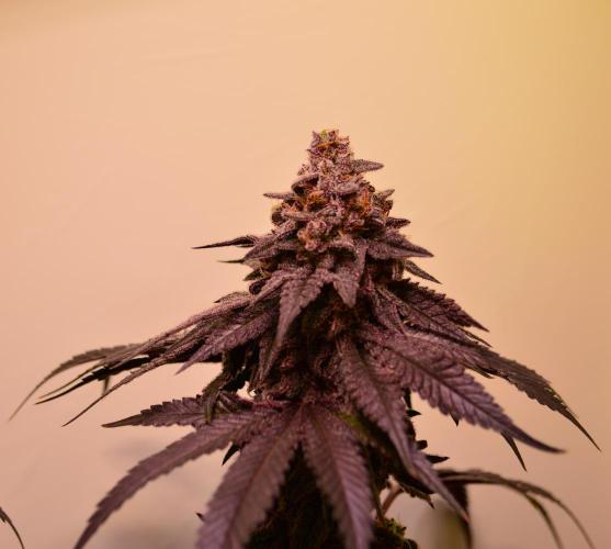•OceanTruffle • Clones•. Week 17
