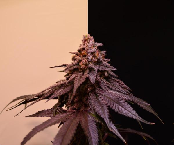 •OceanTruffle • Clones•. Week 17