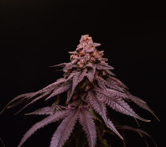 •OceanTruffle • Clones•. Week 17