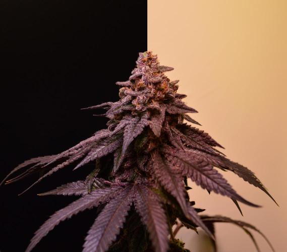 •OceanTruffle • Clones•. Week 17