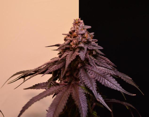 •OceanTruffle • Clones•. Week 17