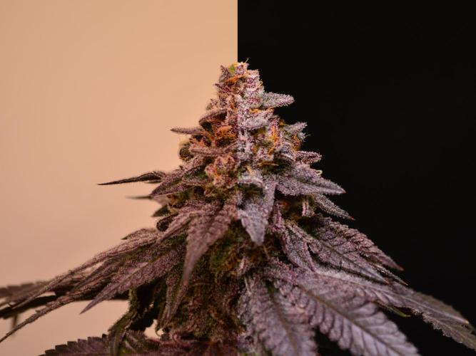 •OceanTruffle • Clones•. Week 17