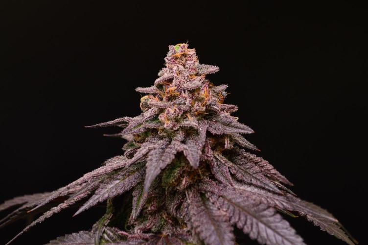 •OceanTruffle • Clones•. Week 17