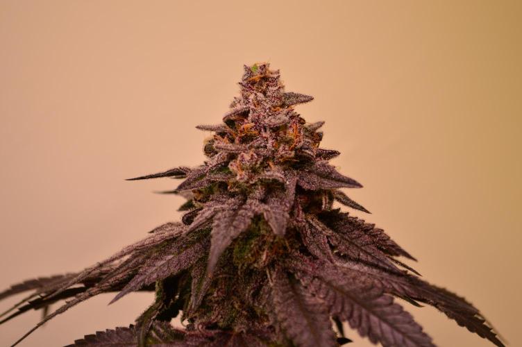 •OceanTruffle • Clones•. Week 17