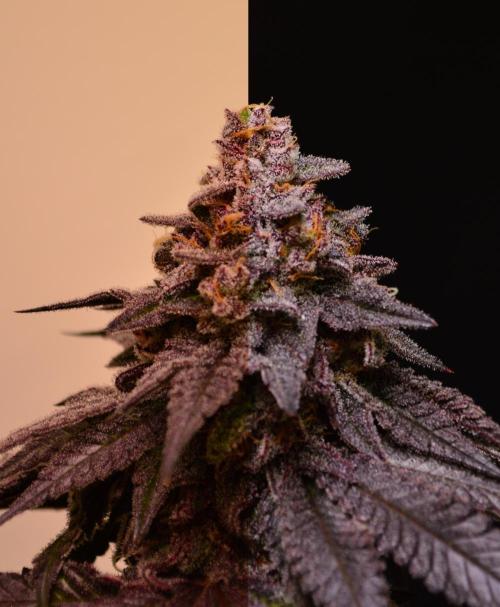 •OceanTruffle • Clones•. Week 17