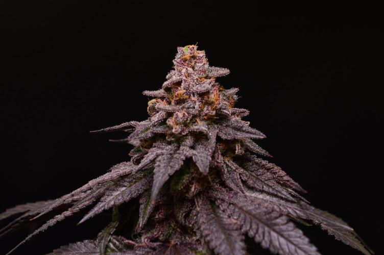 •OceanTruffle • Clones•. Week 17