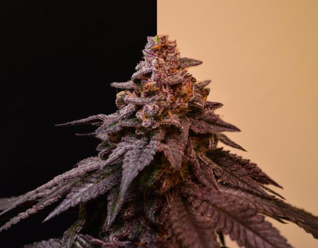 •OceanTruffle • Clones•. Week 17