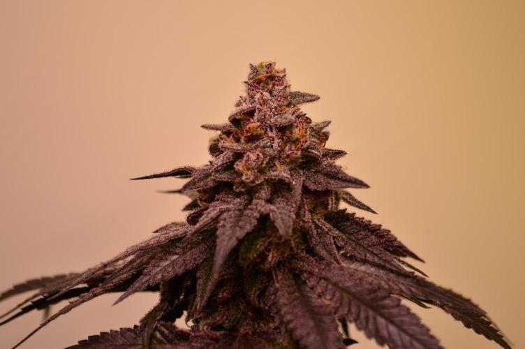 •OceanTruffle • Clones•. Week 17