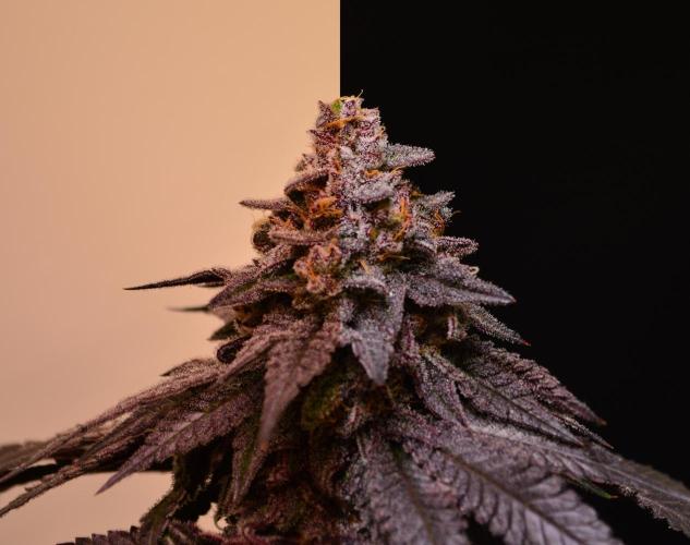 •OceanTruffle • Clones•. Week 17