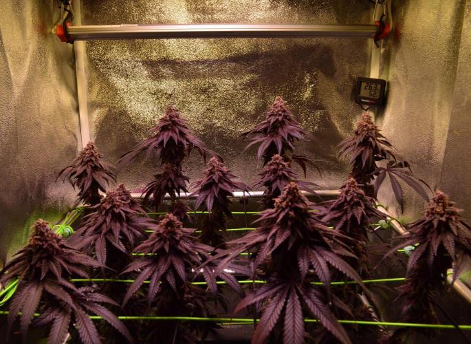 •OceanTruffle • Clones•. Week 18 - D124/61F